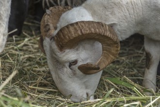 Male, shorn Moorschnucke with horn (Ovis aries), Rehna, Mecklenburg-Vorpommern, Germany, Europe