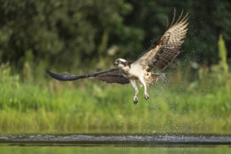 Western osprey (Pandion haliaetus) hunting, Aviemore, Scotland, Great Britain