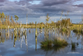 Goldenstedter Moor, nature reserve, rewetting, Goldenstedt, Lower Saxony, Germany, Europe