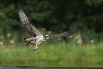 Western osprey (Pandion haliaetus) hunting, Aviemore, Scotland, Great Britain