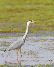 Grey heron (Ardea cinerea) foraging in wet meadow, spring, wildlife, Hüde, Ochsen Moor, Dümmer