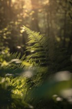 Green ferns in the forest, illuminated by the soft evening sunlight, create a peaceful and tranquil