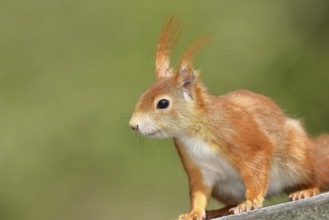 Eurasian red squirrel (Sciurus vulgaris) adult animal, animal portrait, head portrait, mammal,