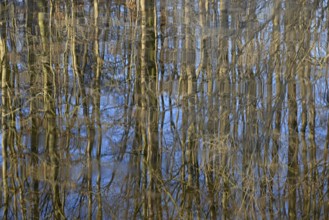 Reflection of deciduous trees on the water surface, North Rhine-Westphalia, Germany, Europe