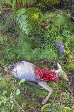 Dead roe deer (Capreolus capreolus) lying on the ground probably killed by a wolf (Canis lupus)