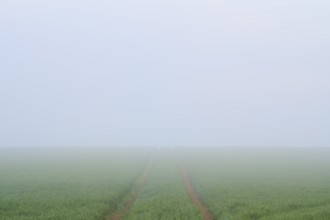 Misty field with path leading into the distance, a calm and quiet atmosphere, green meadows in the