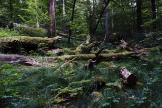 Tiefental nature reserve near Königsbrück in summer, West Lusatia, Saxony, Germany, Europe