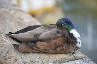 Male mallard (Anas platyrhynchos), Bamberg, Upper Franconia, Bavaria, Germany, Europe