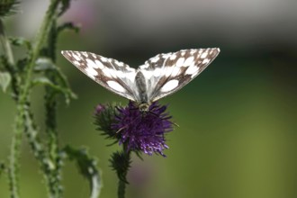 Marbled white (Melanargia galathea), July, Saxony-Anhalt, Germany, Europe