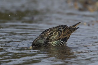 European starling (Sturnus vulgaris) adult bird drinking in a puddle of water, England, United