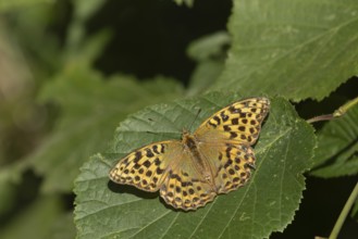 Silver-washed fritillary (Argynnis paphia) butterfly valezina form resting on a Hazel tree leaf in