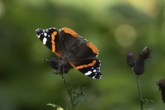 Red admiral (Vanessa atalanta) butterfly feeding on a Creeping thistle flower, Suffolk, England,