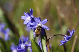 Charming Scilla, Bee, March, Germany, Europe