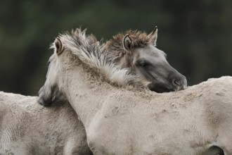 Dülmen wild horses, foals, Merfelder Bruch, Dülmen, North Rhine-Westphalia, Germany, Europe