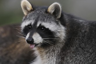 Raccoon (Procyon lotor), portrait, Hesse, Germany, Europe