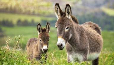 Two donkeys, foal and dam, stand in a green pasture with a rural landscape in the background