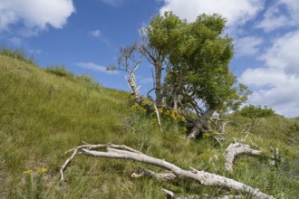 Tree and deadwood in the dune landscape, Lower Saxony Wadden Sea National Park, Norderney, East