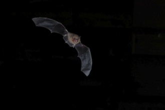 Common pipistrelle (Pipistrellus pipistrellus) hunting for insects at night, Brandenburg, Germany,