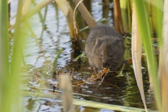 Water vole (Arvicola amphibius) adult animal eating pond weed in a lake in the summer, Suffolk,