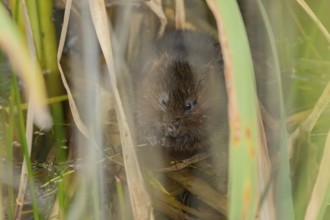 Water vole (Arvicola amphibius) adult animal feeding on a reed plant stem in a pond in the summer,