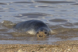 Common seal (Phoca vitulina) adult animal resting in the sea next to a beach, Norfolk, England,