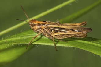 Chorthippus mollis (Chorthippus mollis), female on a grass leaf, Baden-Württemberg, Germany, Europe