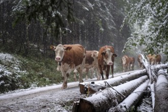 Winter onset, mountains, cows, cattle drive, weather, snow, forest road, alpine pasture, September,