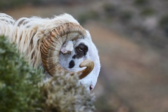 Side view of a ram with prominent horns, near the Kallikratis Gorge, Lefka Ori, White Mountains,