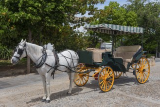 Traditional horse-drawn carriage with white horse on a cobbled path, old town, Ronda, Málaga