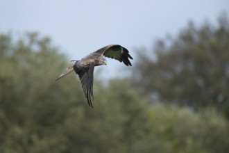 Red kite (Milvus milvus) adult bird in flight, Wales, United Kingdom, Europe