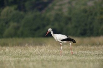 White stork (Ciconia ciconia) foraging in a mown meadow, North Rhine-Westphalia, Germany, Europe