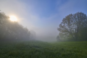 A foggy field in the early morning with trees and rising sun, Miltenberg, Spessart, Germany, Europe