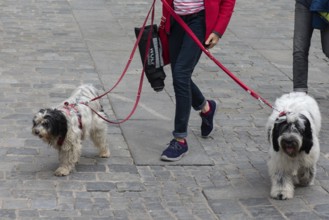 Dog walking on a lead in the city, Bamberg, Upper Franconia, Bavaria, Germany, Europe