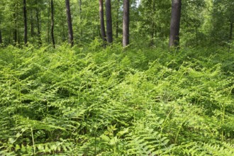 Bracken fern (Pteridium aquilinum) in spring, Lower Saxony, Germany, Europe