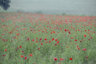 Field with flowering poppies (Papaver rhoeas), Franconia, Bavaria, Germany, Europe