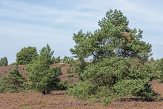 Heather blossom, trees, pine, Wilseder Berg near Wilsede, Bispingen, Lüneburg Heath, Lower Saxony,