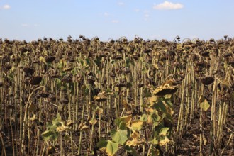 Romania, sunflower fields near Giurgiu in the south of the country, sunflowers ripe for harvesting,