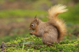 Red squirrel Sciurus vulgaris adult animal feeding on a nut on a moss covered tree stump,