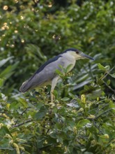 Black crowned Night Heron (Nycticorax nycticorax), Corixo do Cerrado, Pantanal, Brazil, South