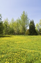 Green grass field with yellow Taraxacum, Dandelion flowers bordered by deciduous and evergreen