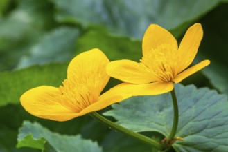 Marsh marigold (Caltha palustris), Ranunculaceae, spring, Lippachtal, Mühlheim, Upper Danube Nature