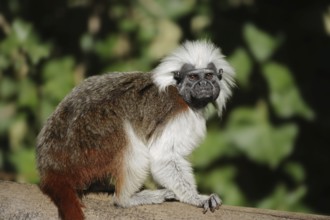 Cotton-top tamarin (Saguinus oedipus), captive, occurrence in Colombia