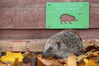 European hedgehog (Erinaceus europaeus) adult animal walking through a hole in a garden fence with