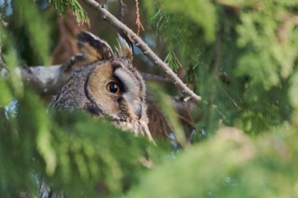 Long-eared owl (Asio otus), Lower Saxony, Germany, Europe