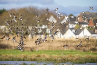 Eurasian Wigeon, (Mareca penelope) birds in flight over marshes