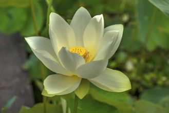 Lotus (Nelumbo), Botanical Garden, Erlangen, Middle Franconia, Bavaria, Germany, Europe