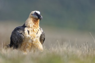 Old bearded vulture (Gypaetus barbatus), portrait, evening light, Catalonia, Pyrenees, Spain,