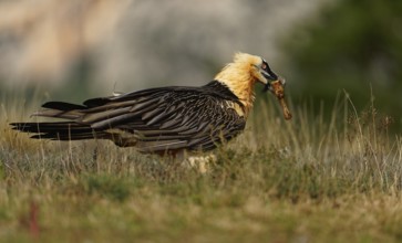 Old bearded vulture (Gypaetus barbatus), sheep bone, Catalonia, Pyrenees, Spain, Europe