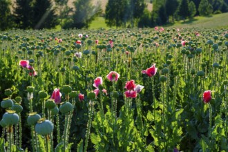 Poppy, (Papaver somniferum), poppy field, Waldviertel grey poppy, poppy village Armschlag,