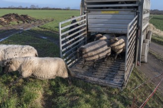 Black-headed domestic sheep (Ovis gmelini aries) run from the trailer to the pasture,